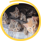 Portsmouth Cats Lost Found & Rehomed